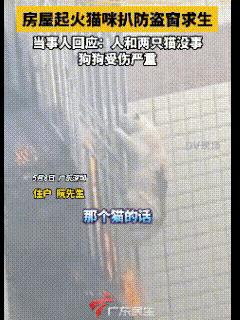 “泪目了！”深圳，一房屋突然起火了，一只白猫被困在了窗槛外面，坚持许久被救下，猫