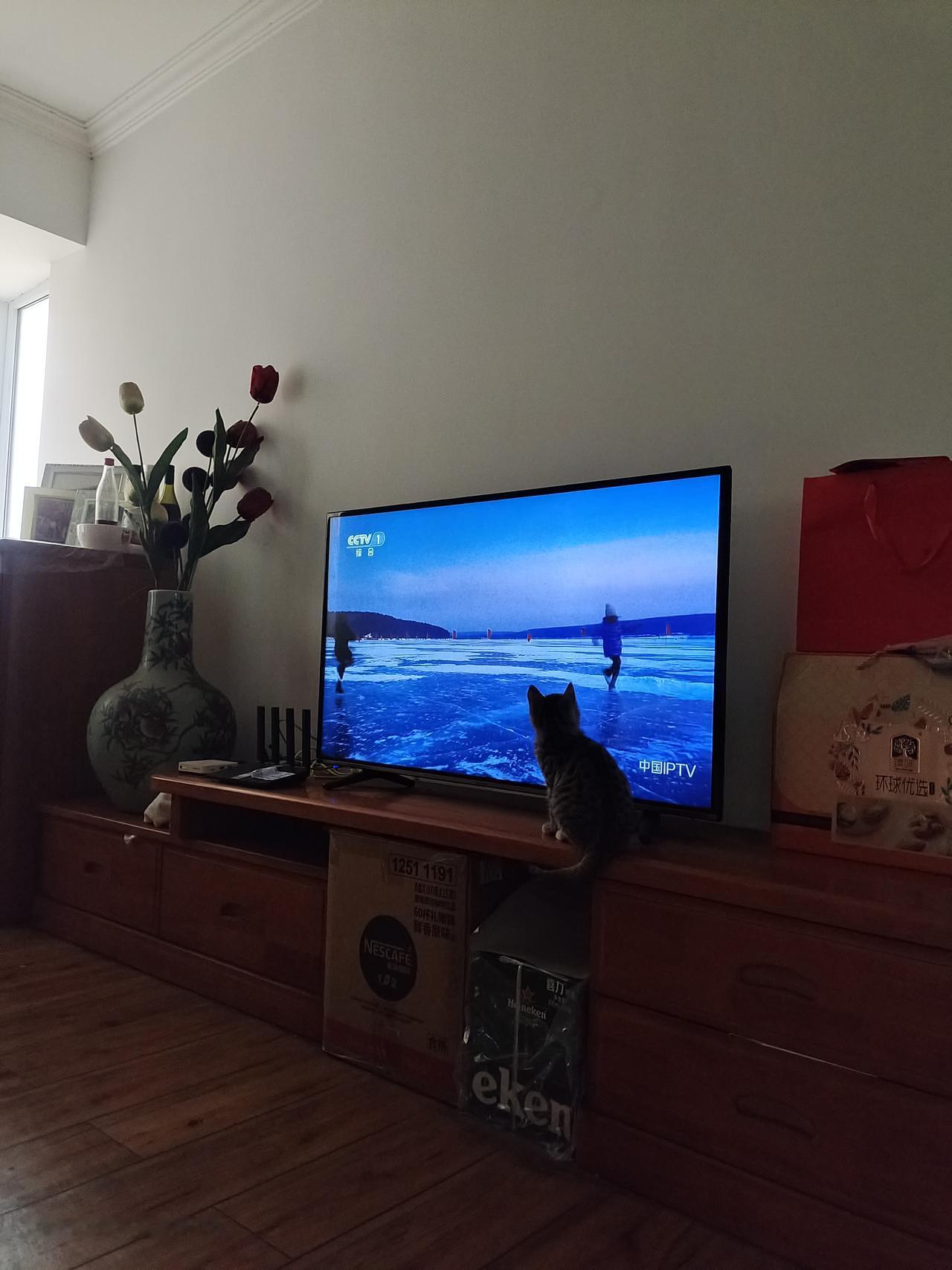 真正的狸花猫是养不熟的，它根本不让你摸它。饿了，吃你的可以，吃饱了就跑别地方去