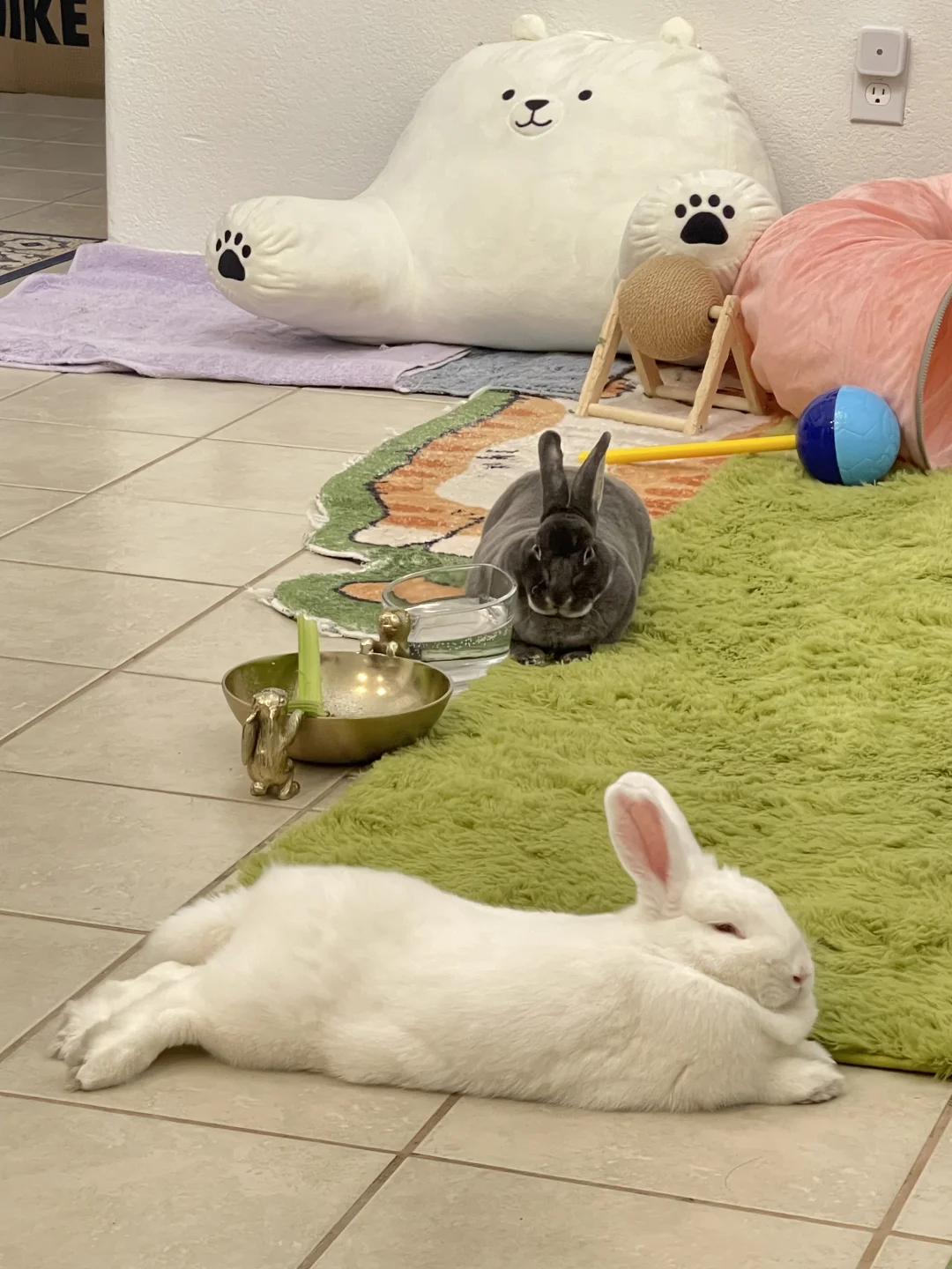 🐰盯～