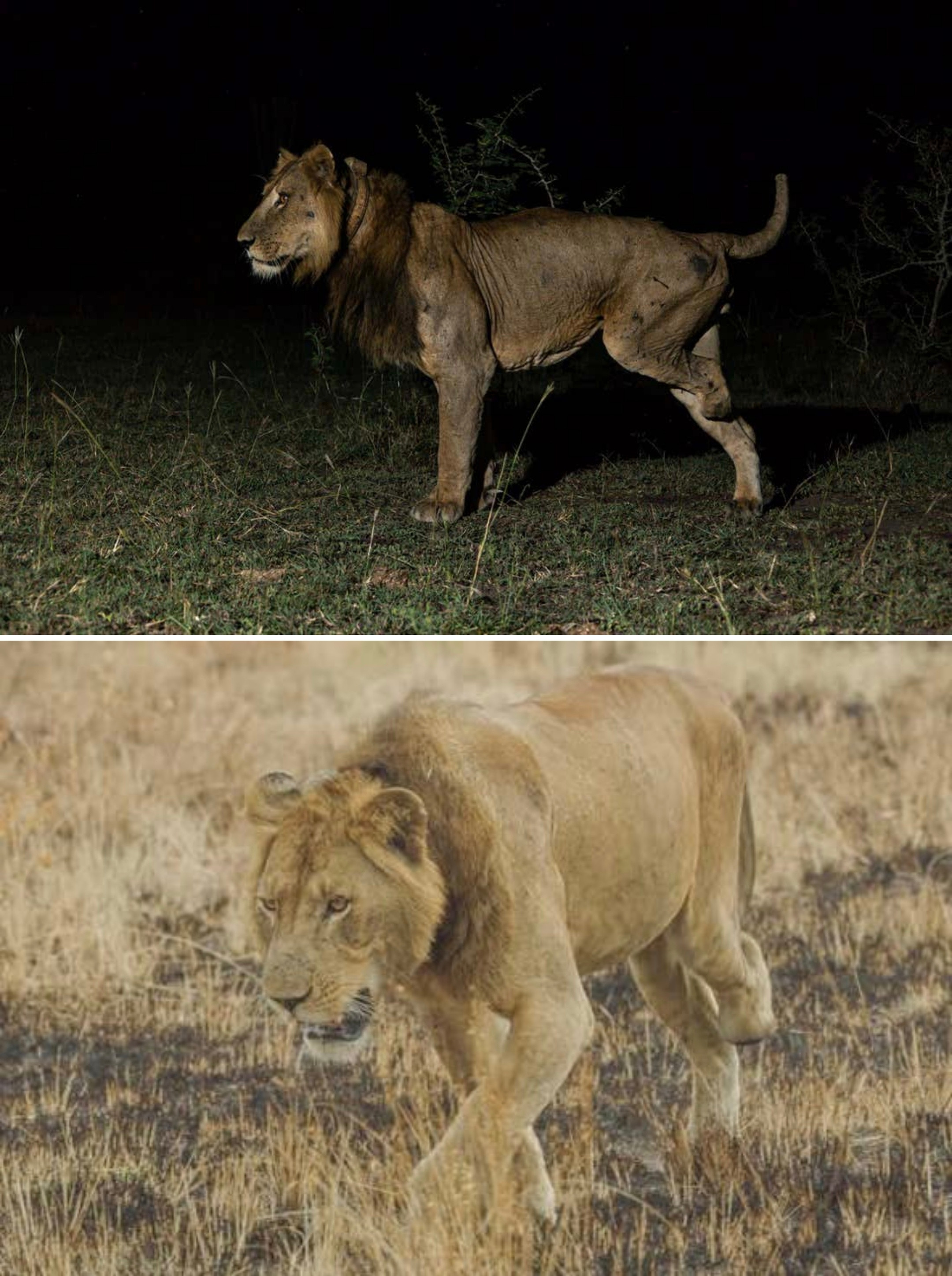 三条腿的野狮子居然还活着，已经11岁。坐标：乌干达卡齐辛戈国家公园（Queen