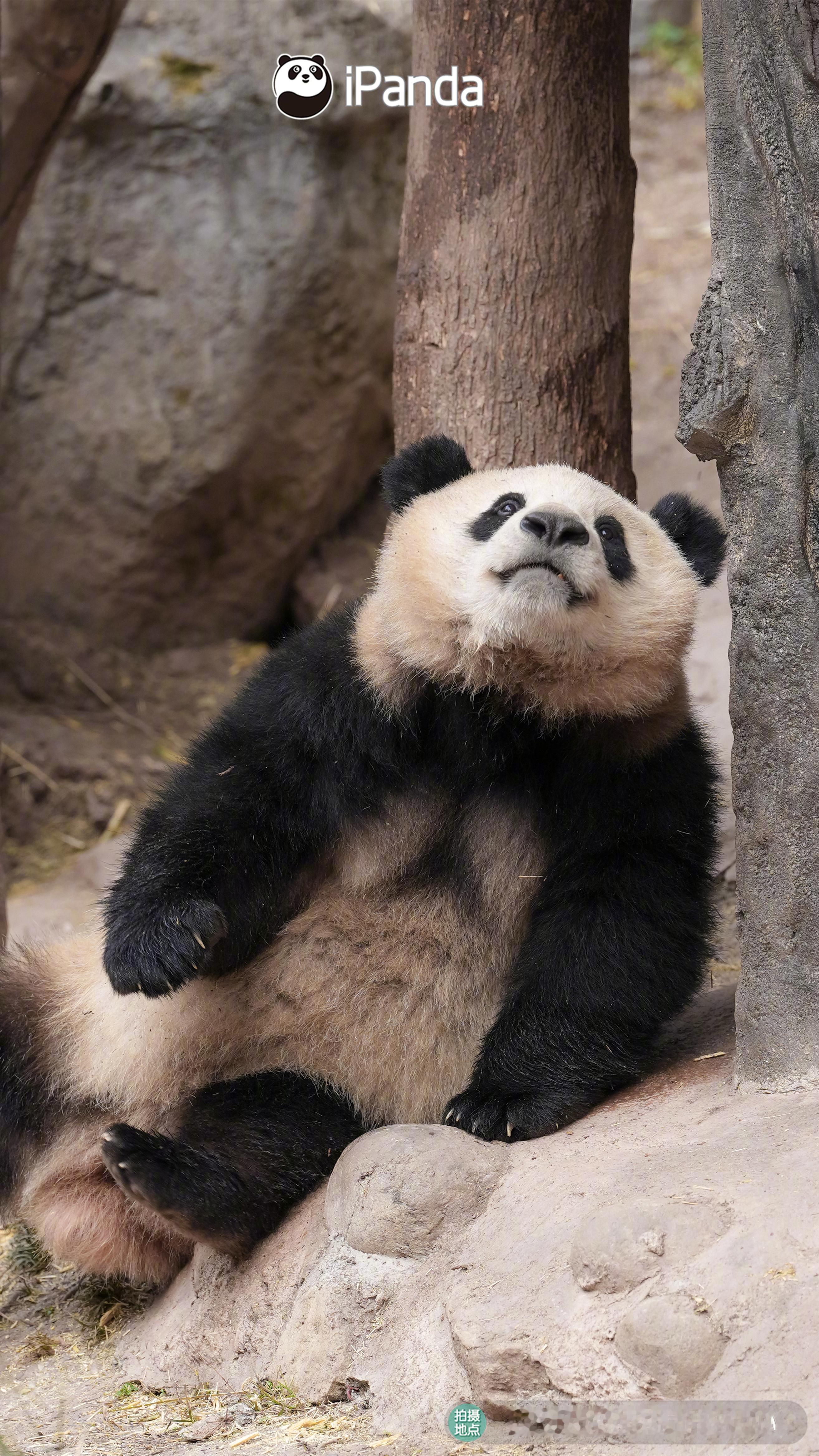 只要45度仰望天空，就一定能掩饰我摔熊的尴尬😅大熊猫春野熊猫趣图