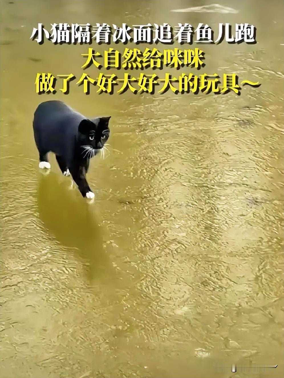 哈基米狂喜！大自然馈赠的“巨型猫抓板搭配鱼玩具”谁能抵挡得了啊？看：这只四脚