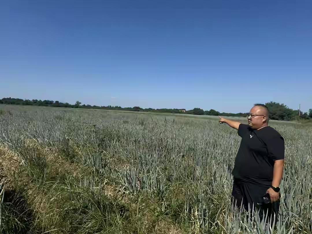 陕西一众农户花40万租800亩地种大葱，大葱丰收后，却被村民堵路拦运。村