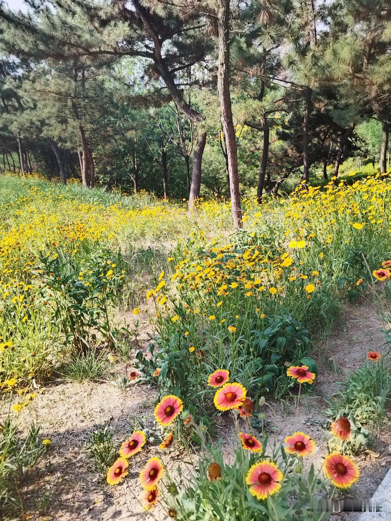 村里的美好生活。有河流，湖泊，高山，野花野菜，空气清新，最重要的是，教育有了高度