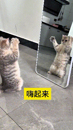 咱就说这小猫咪也太逗了！头回照镜子吓得一溜烟跑，今天胆儿一下就支棱起来了。对着镜