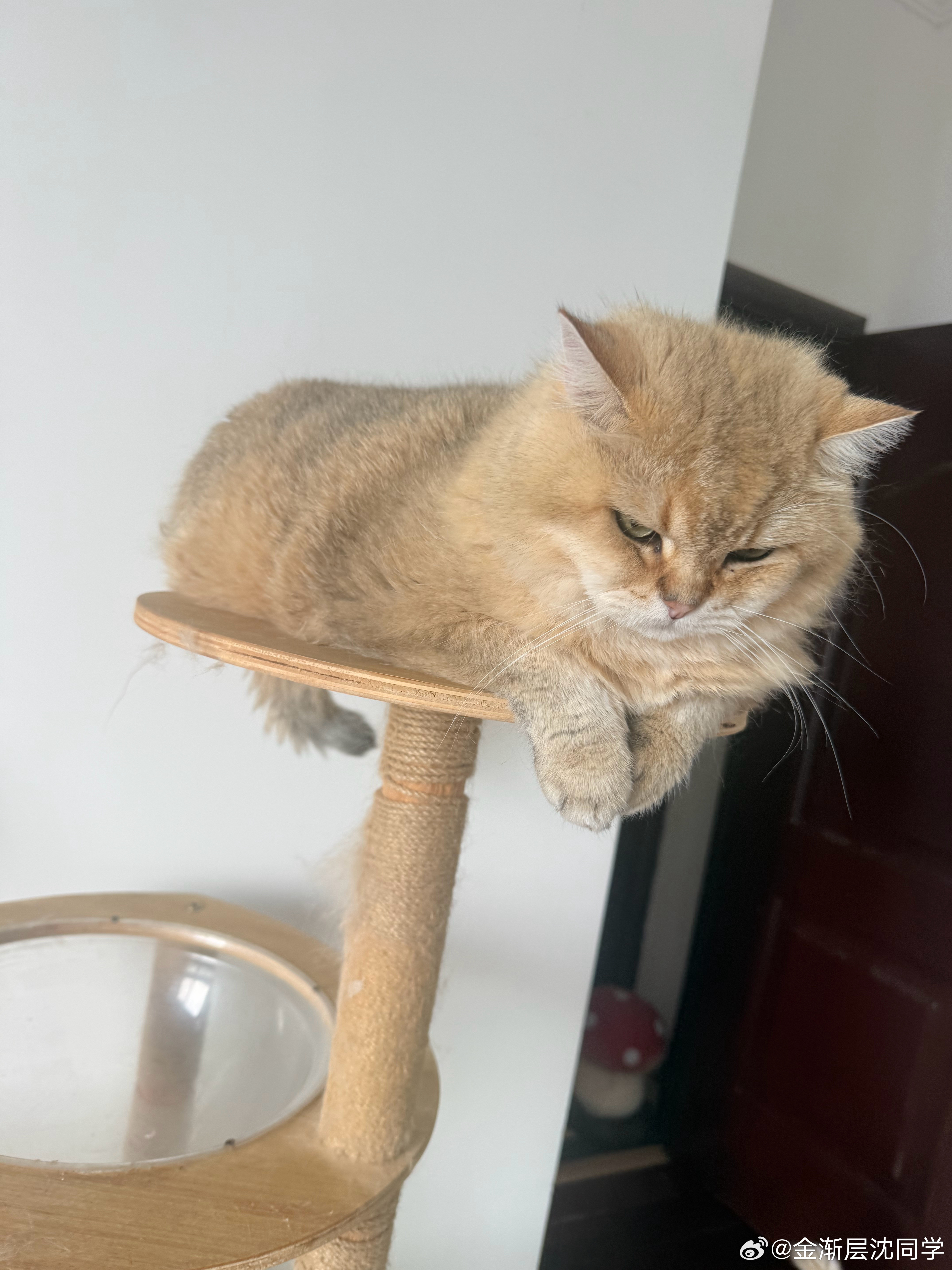 大胖猫，眼神好一点！萌宠猫咪