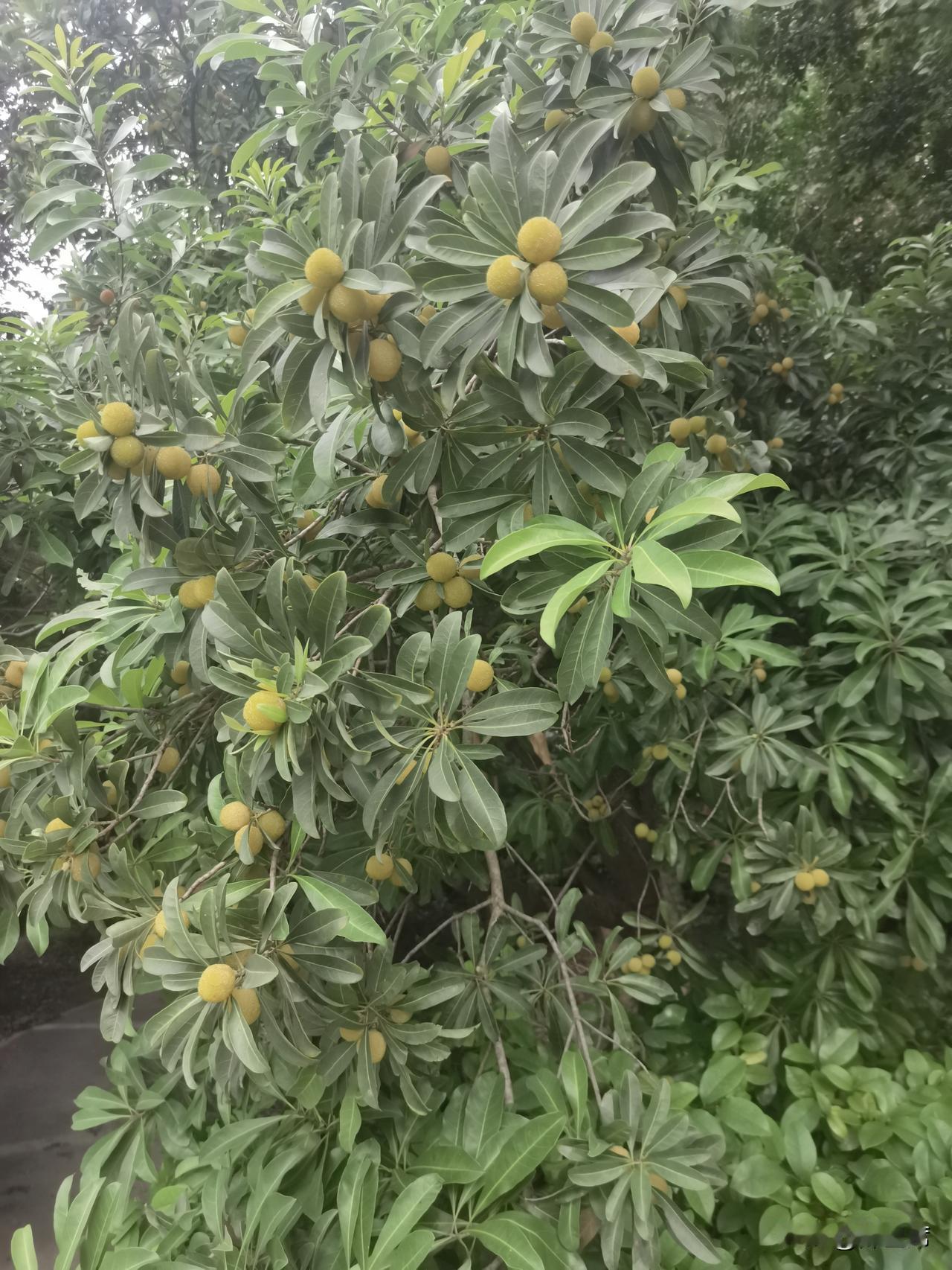 如今，除了浙江，云南、福建、广东、江苏、湖南、江西等省份也是杨梅的重要产地。不同