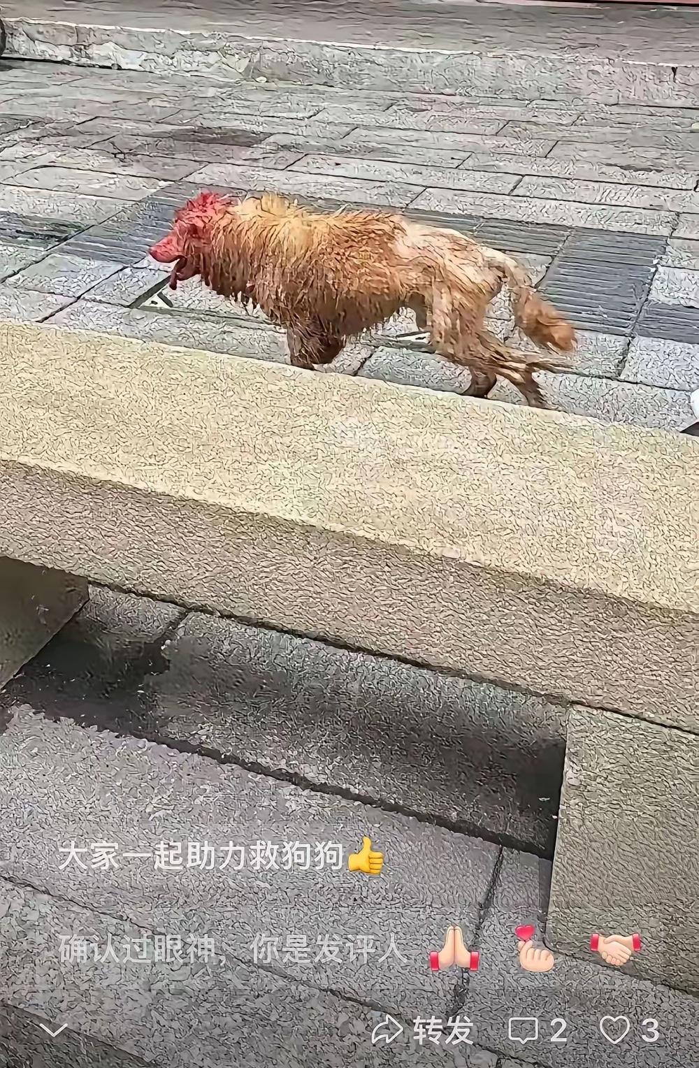 别光刷明星获奖的热闹了，我刚才刷到衡阳那只从屠宰场逃出来的金毛，眼泪一下就绷不住