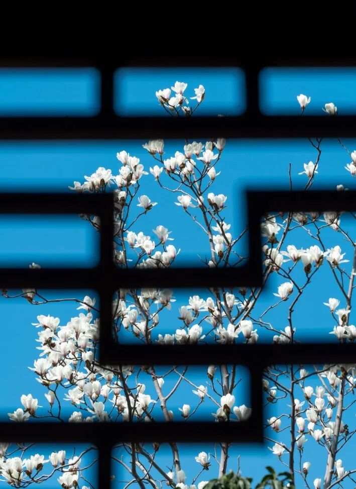 接下来的春天, 将是这个古镇的颜值高光时刻! 送上一份赏花地图, 请收好~