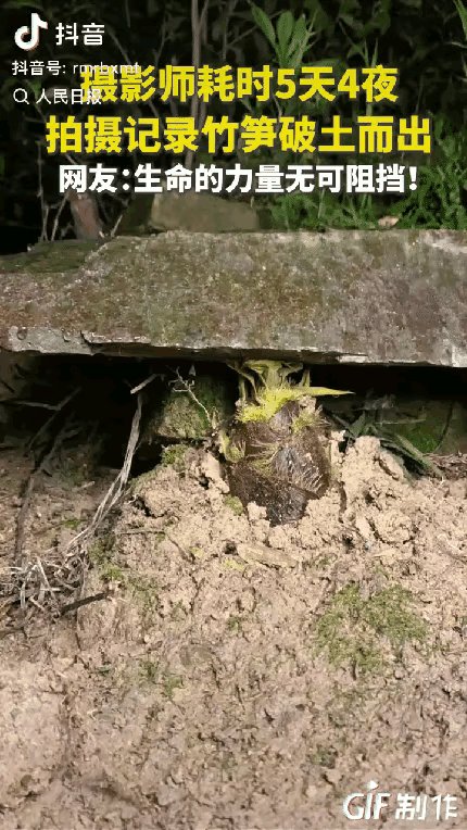 “这竹笋做梦都没想到它上人民日报了！”一摄影师耗时5天4夜拍竹笋，不料，在拍摄时