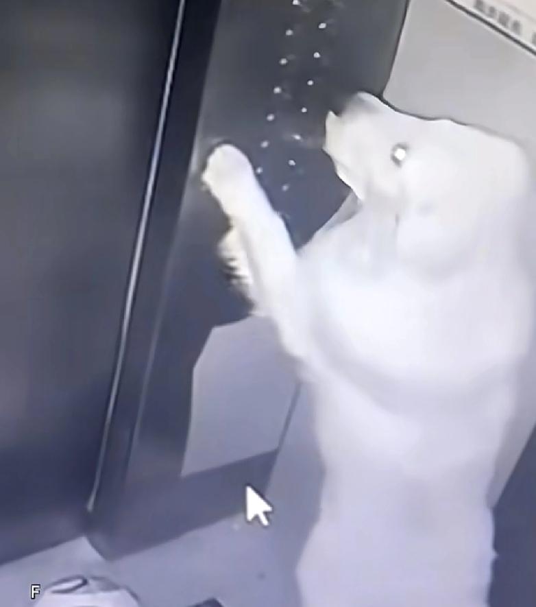 里如果出现这样一只活宝，真的会给生活中增添很多乐趣一位男子家养了一只金毛，最近