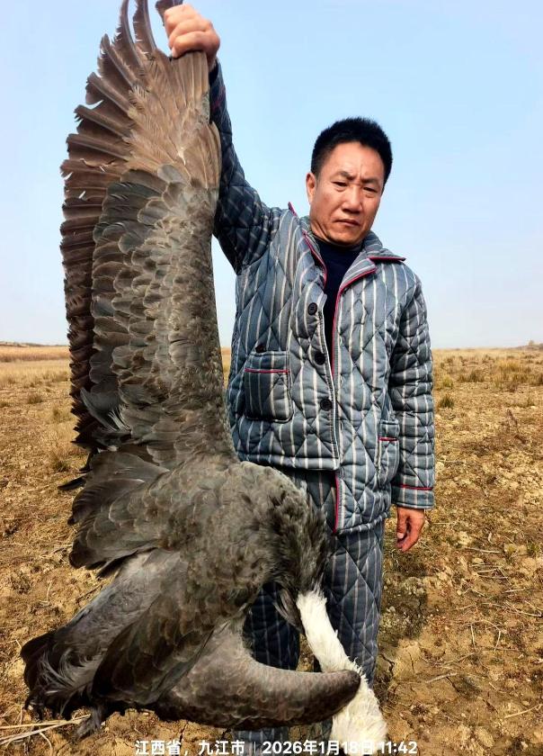 鄱阳湖出事了，志愿者在禁猎核心区摸黑巡护时捡到一包白色颗粒，一验成分是被农业部明