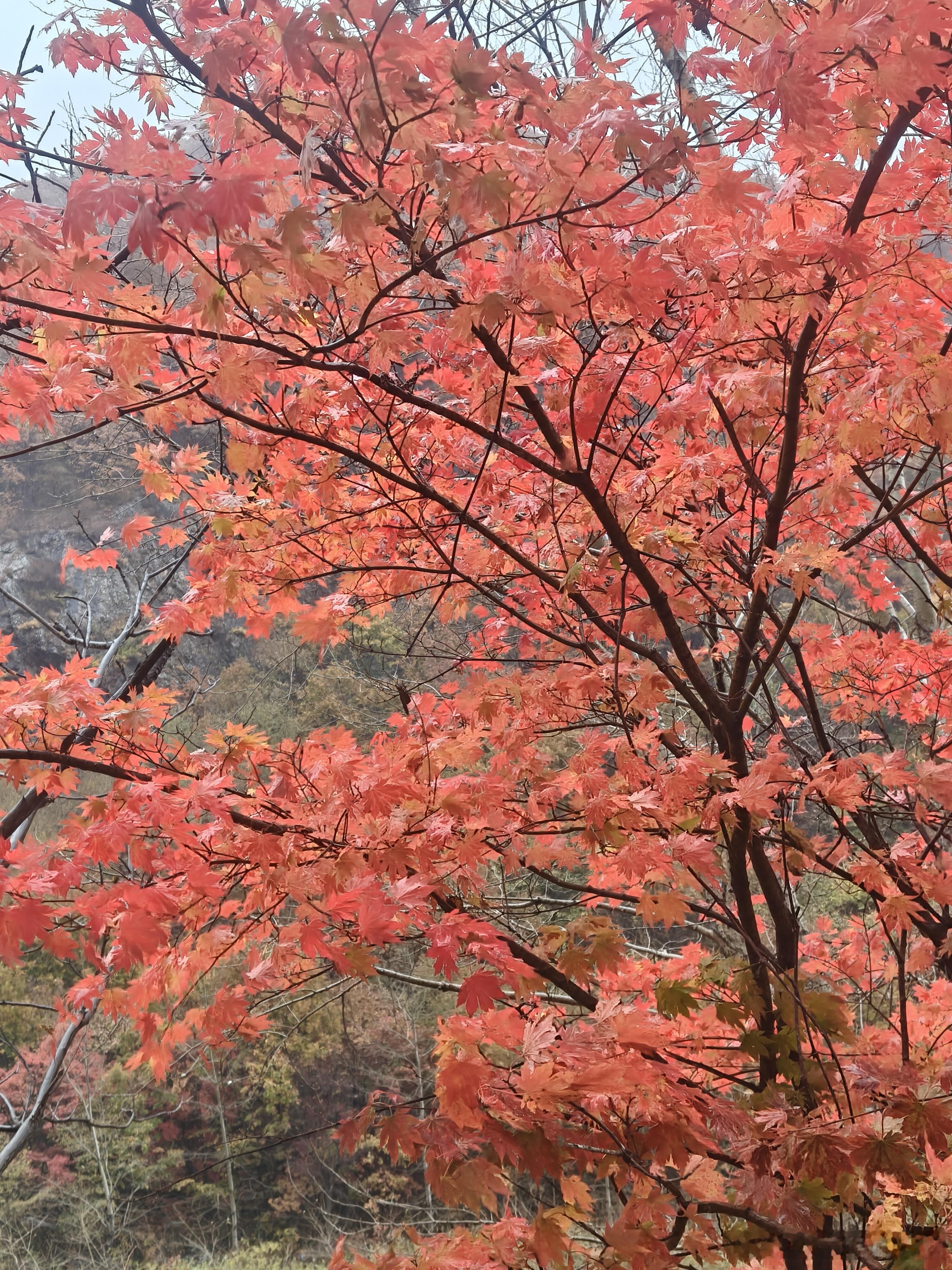 “秋风如画师，将枫叶染成火焰般的红色，漫山遍野，层林尽染，仿佛整个世界都被这浓烈