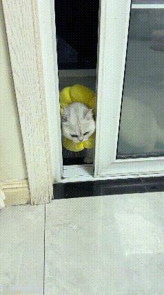 不得不承认，猫咪的小脑瓜是真的会思考。主人给猫咪脖子套上圈圈后，它试着正着