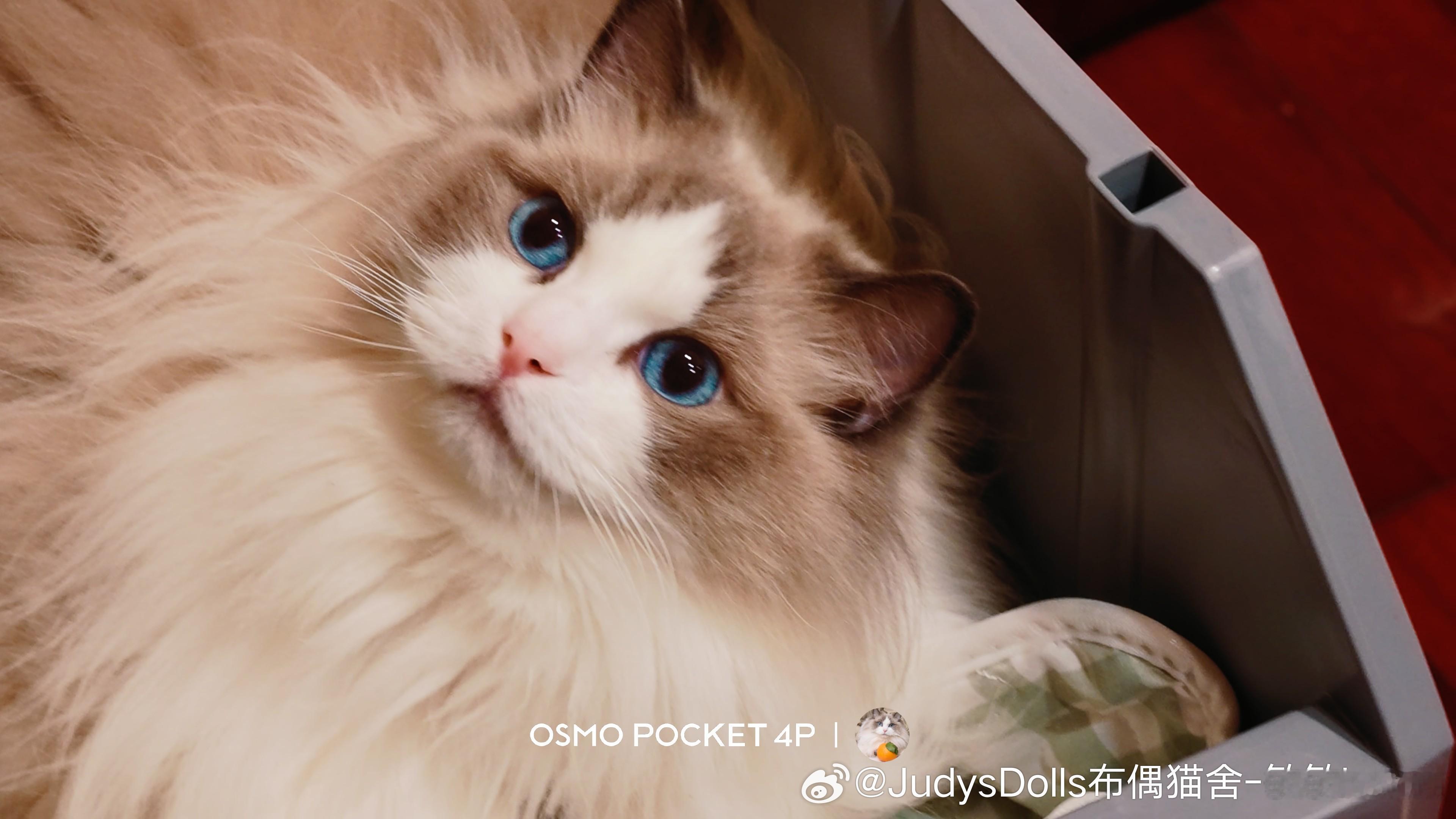 来自多宝麻麻滴大返图热闹的一大家子猫舍日常日常吸猫上海猫舍
