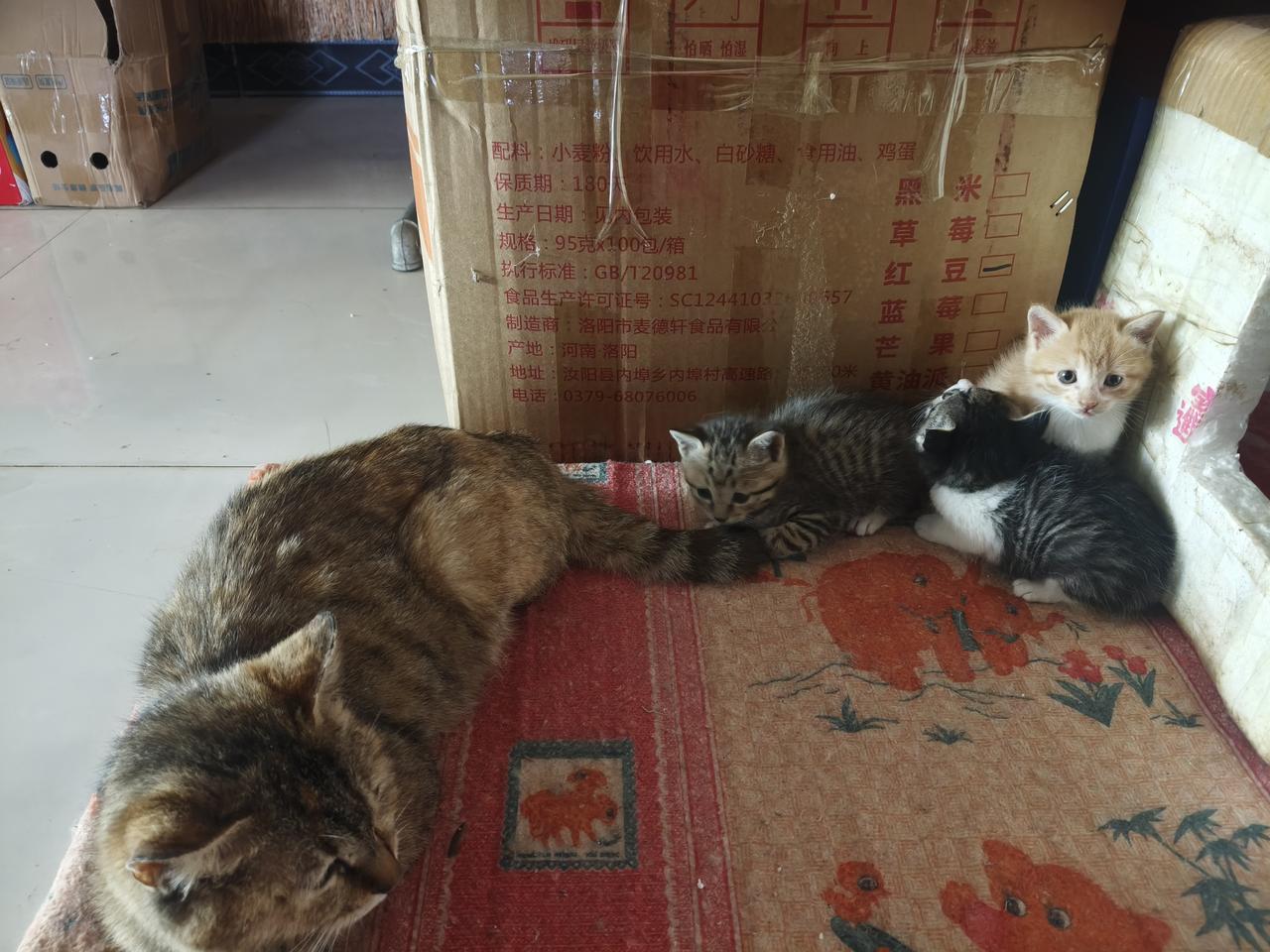 家里的老花猫偷偷生娃，一下子给了三个小捣蛋！真是没想到啊，家里这只平时懒懒散