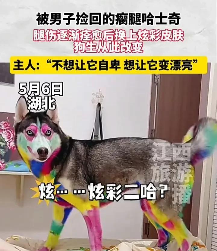 看哭了！5月6日，湖北一名男子发视频称，自己一年半前捡回家一只哈士奇，它因为瘸腿