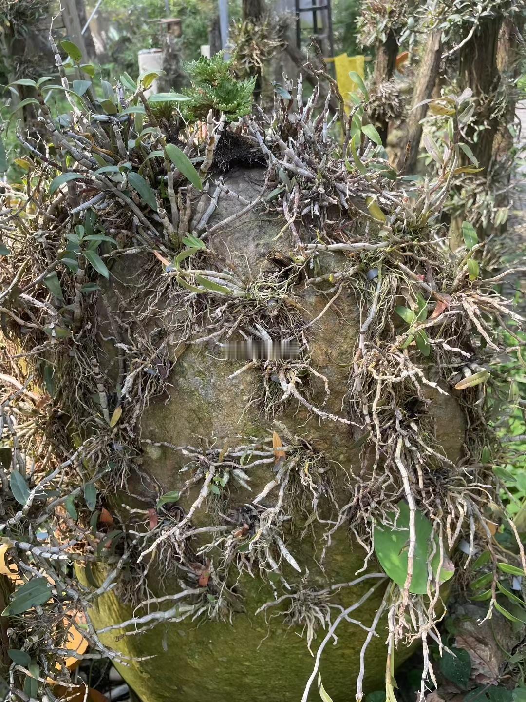位于浙江磐安的铁皮石斛种植基地。铁皮石斛现在成了南方重要的保健食品之一。中医养