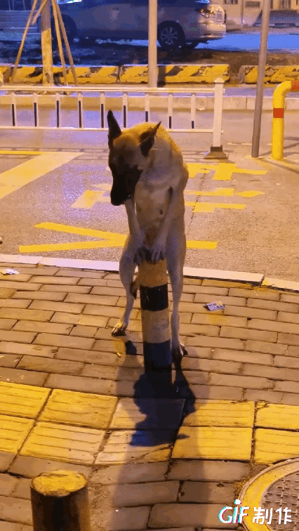 这条狗可能比很多演员还专业。路人拍到一只马犬在细铁柱顶端站立，四条腿稳稳支撑