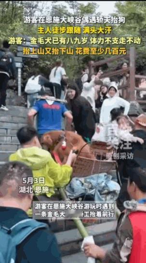 人比狗还金贵！湖北恩施大峡谷五一现场，热门景区陡坡山道上，轿夫专门抬着金毛犬稳步