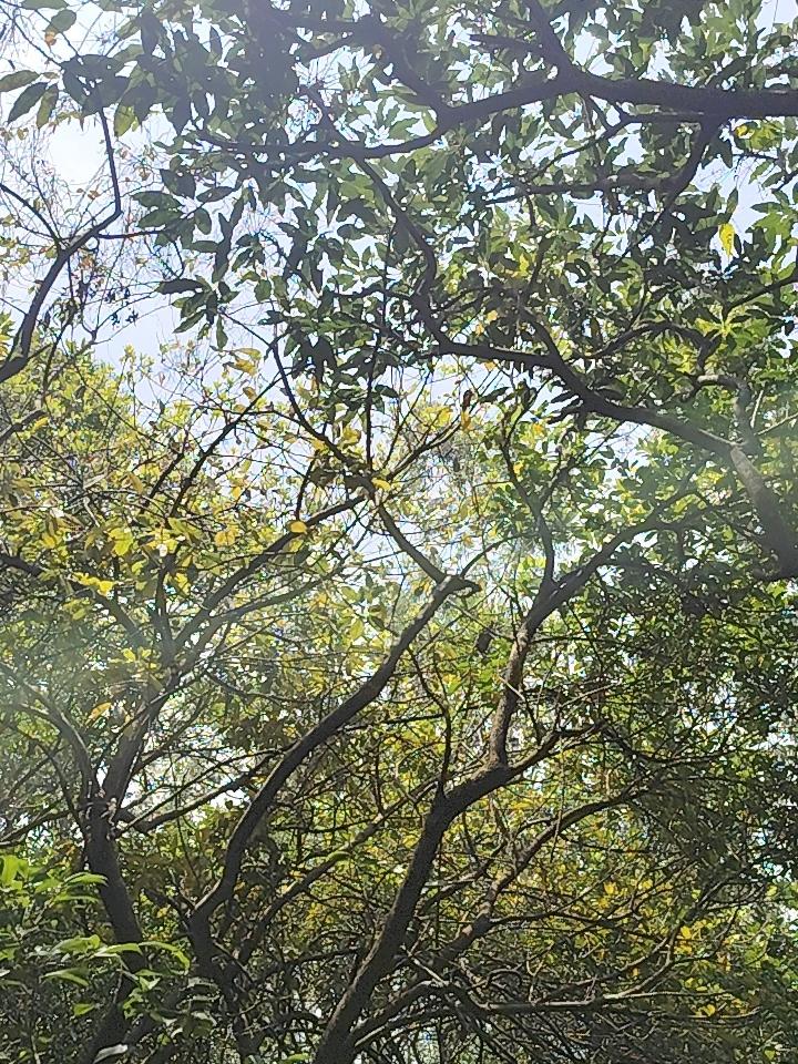 从生物学角度讨论，红孩儿为什么一点也不像牛魔王？牛生的总应该有牛的痕迹吧。如果查