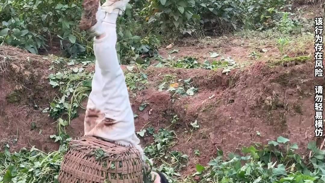 女生放假回乡帮外公外婆干农活，背的草料太重，直接一头翻进地里。