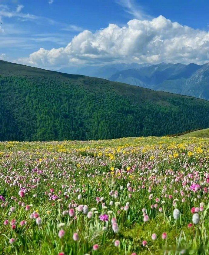 此生一定要去一次川西的夏天。