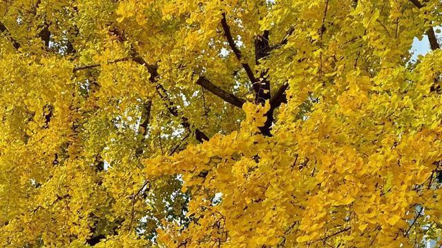 中国首个能“消灾”景区, 银杏不输腾冲, 底蕴不输老君山