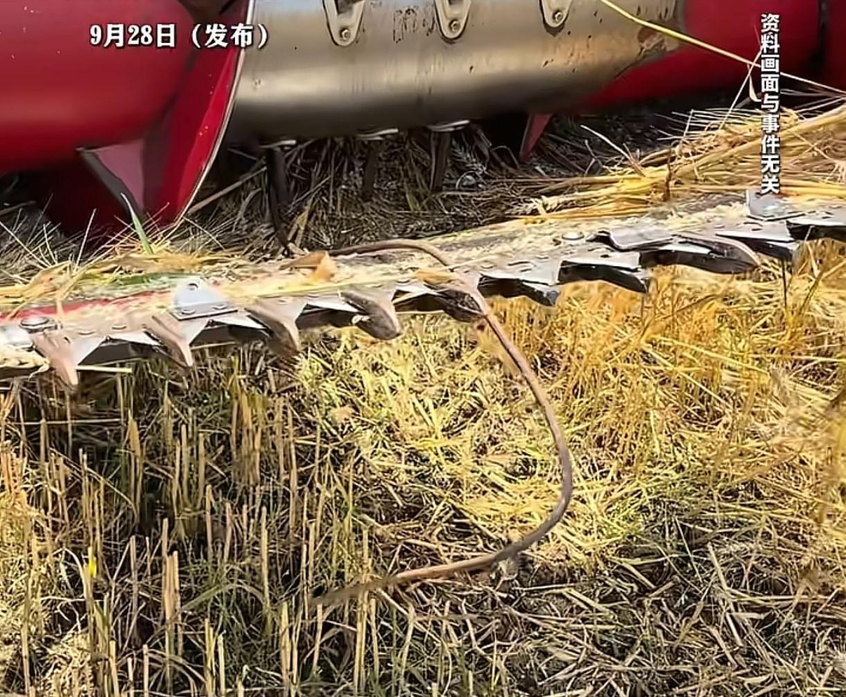 必须严惩！河北邢台，男子收割自家玉米地，收割机突然报警，下车检查发现玉米秆上被人
