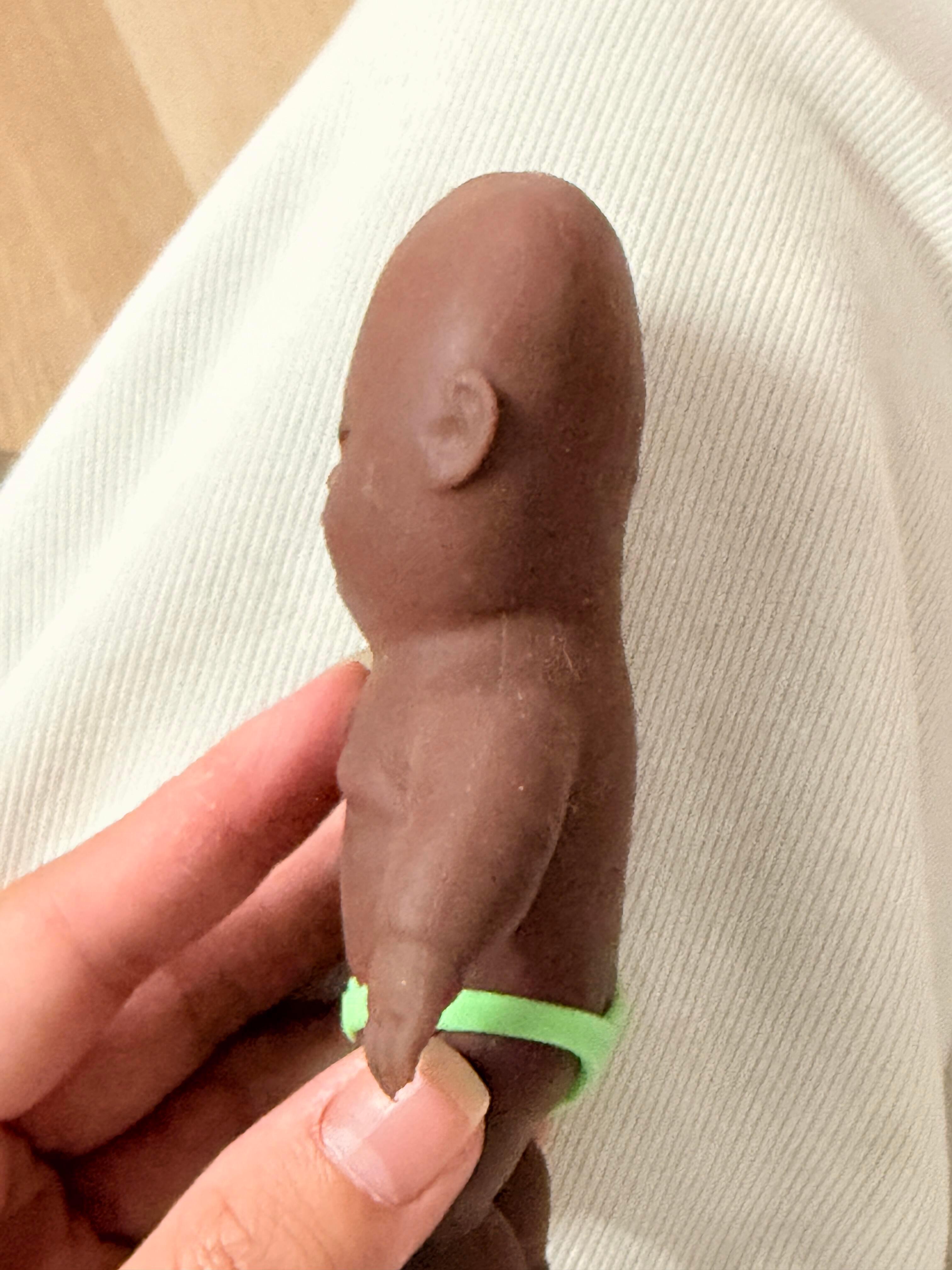 这一刻又开始羡慕圆头