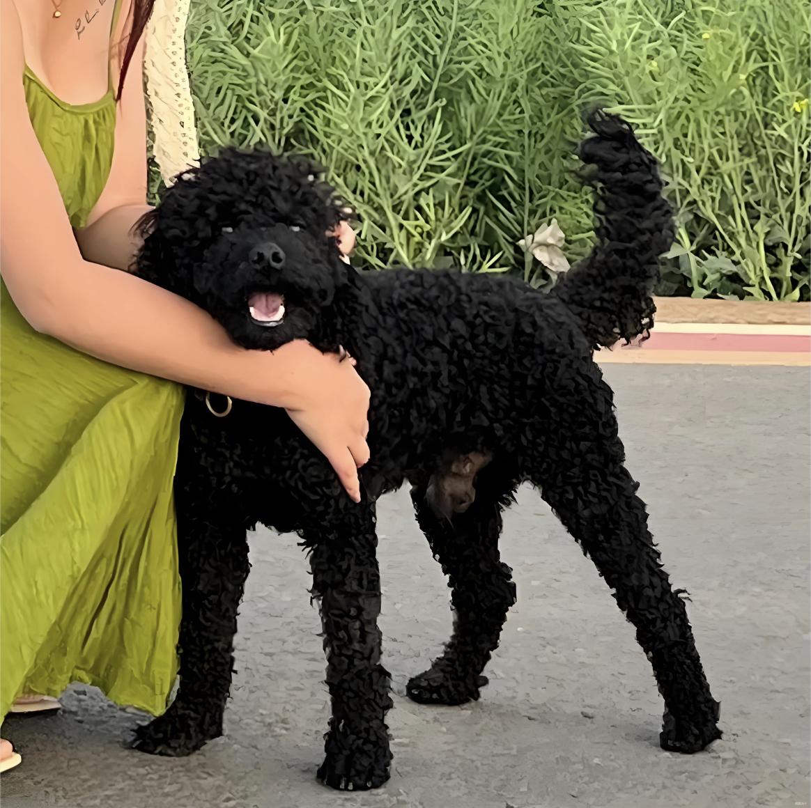 江苏常州，59岁身材娇小的女子锻炼完，在返回途中遇到大型没有牵狗绳的黑色贵宾犬朝