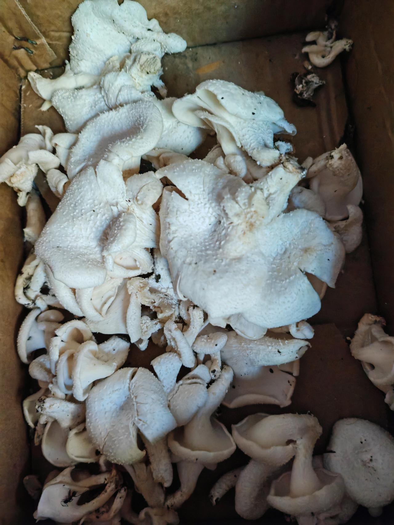 今天早上去给豆苗浇水，偶然看到一颗大松树下长这么多蘑菇，采回来了，不晓得能不能吃