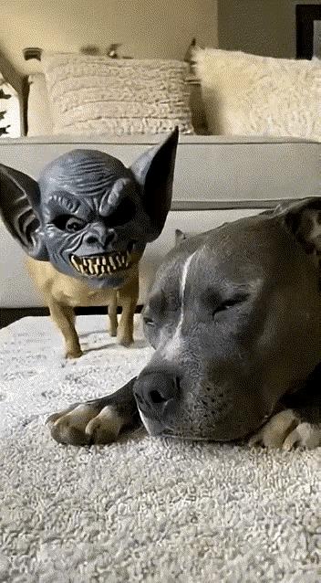 哈哈哈！想不到狗还是会害怕，这个主人也是太好玩了，套给了小狗一个恐怖面具，小狗也