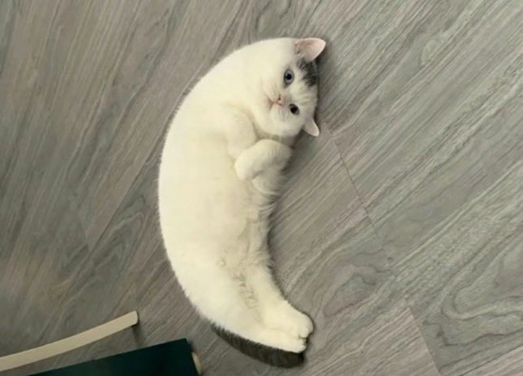 月亮小猫🌙​​​