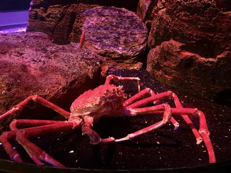 煮不死、无解药！菲律宾博主吃剧毒魔鬼蟹身亡，48小时夺命，警钟敲醒所有人太