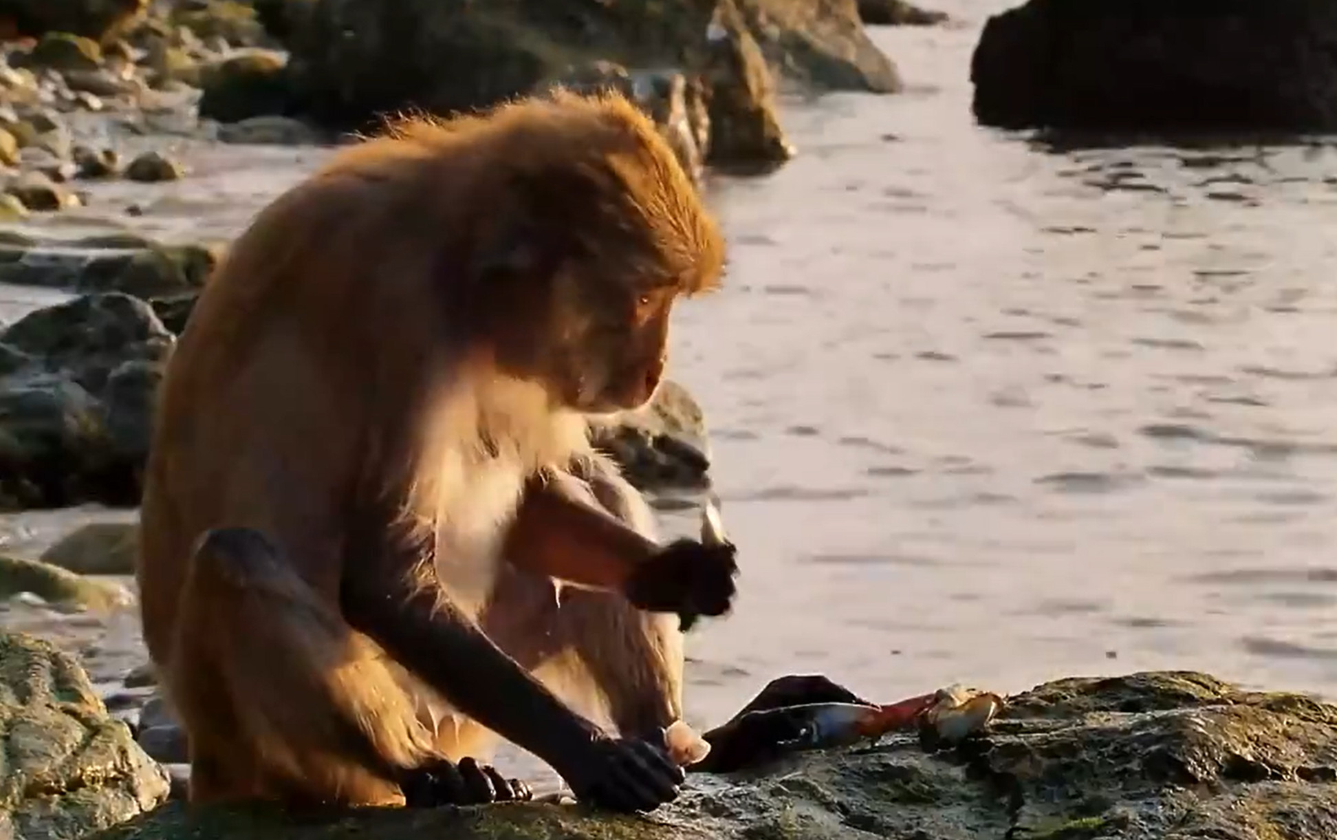 吃海鲜吃到痛风的猴子探店猴儿：今天带大家看看什么是海鲜自助天花板~大家还见过猴