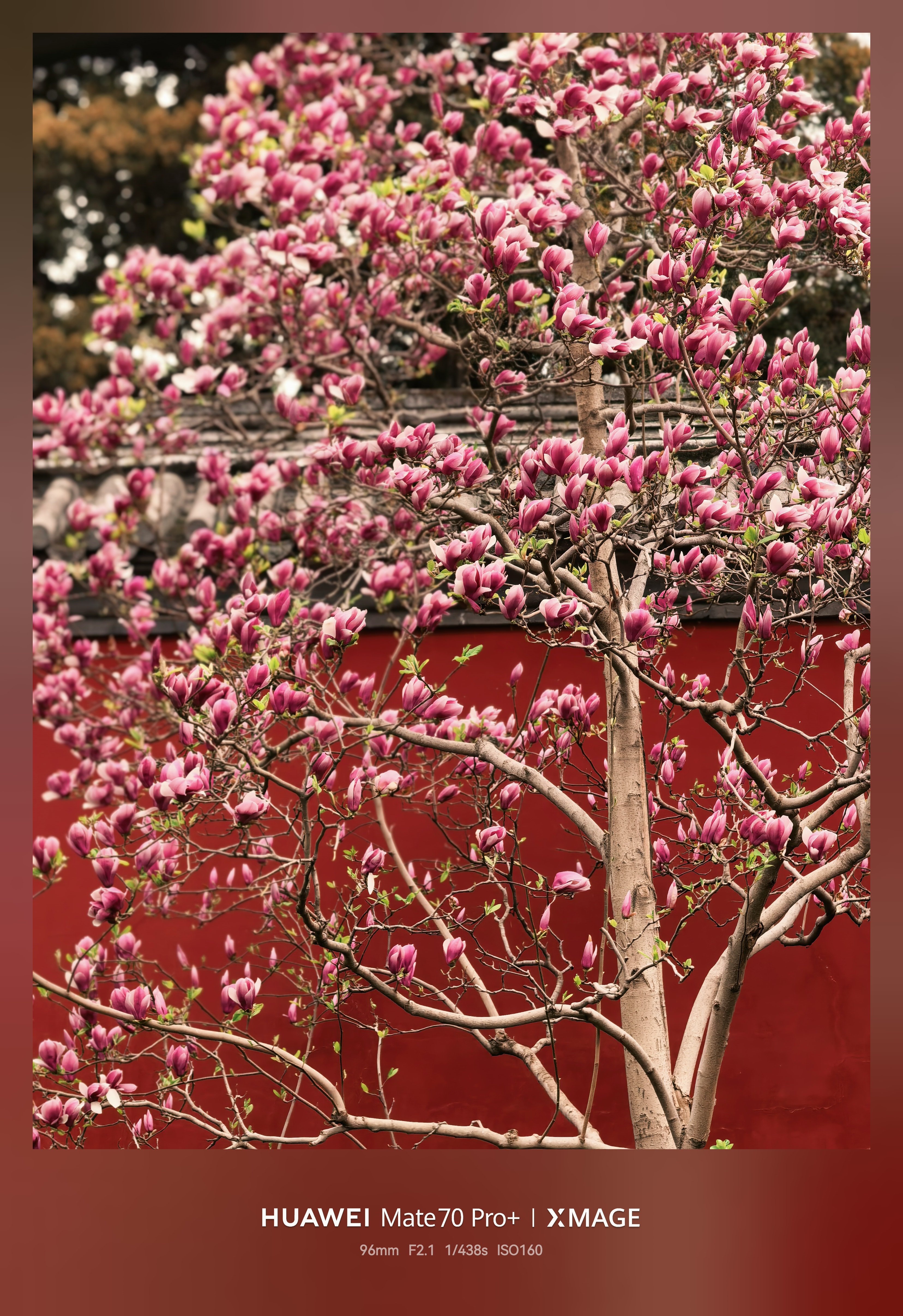 早～给我这玉兰作品打几分？