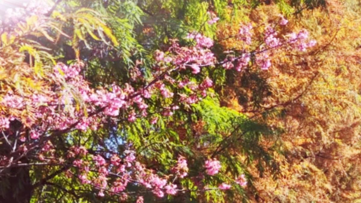 🔥昆明的冬天，是被打翻的调色盘！谁说冬天只有黑白灰？昆明的冬日街头藏着五彩斑斓