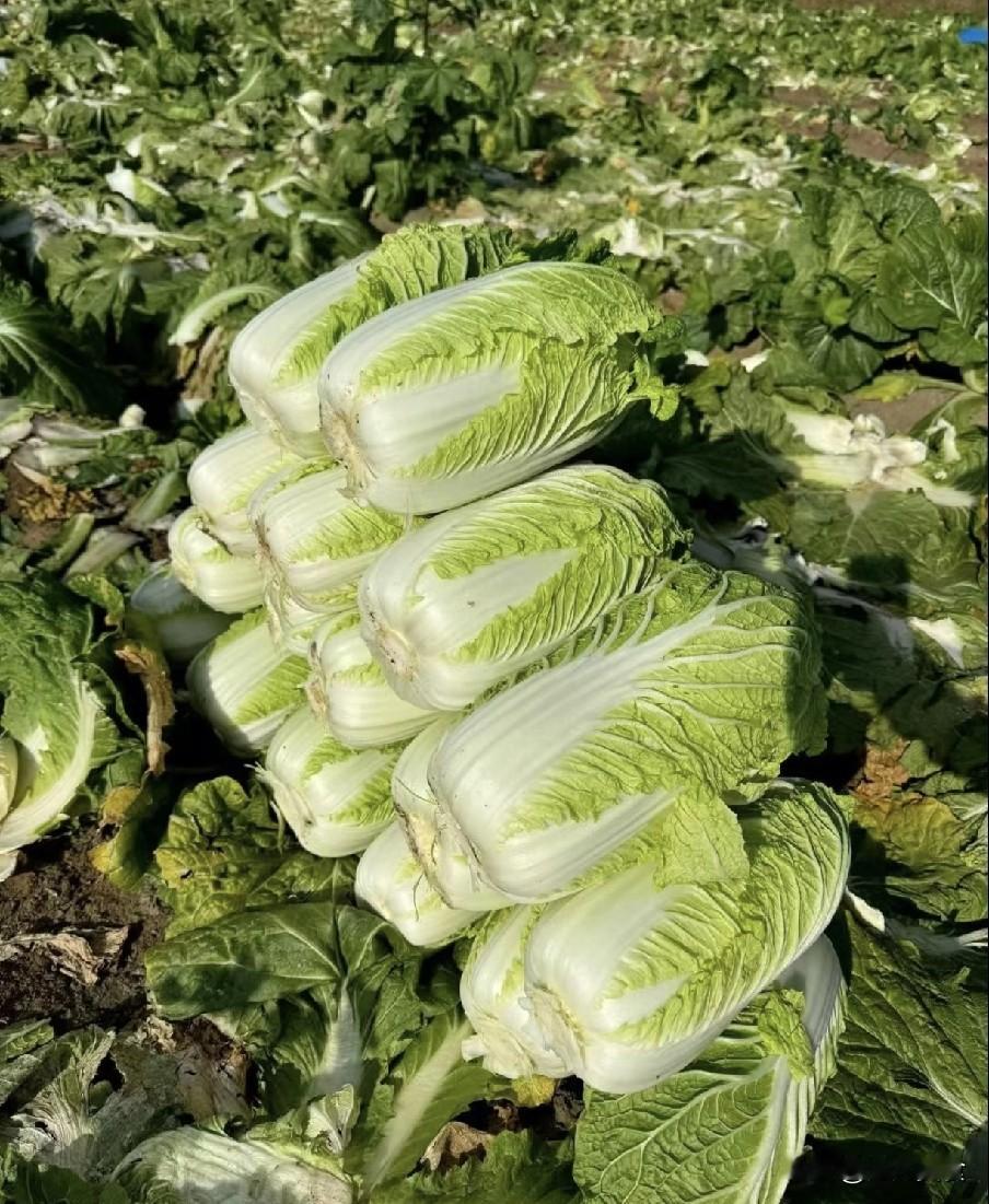 喷洒过甲醛的白菜，多数有3个特点，告知家人：不要买错了冬天的白菜性价比超高