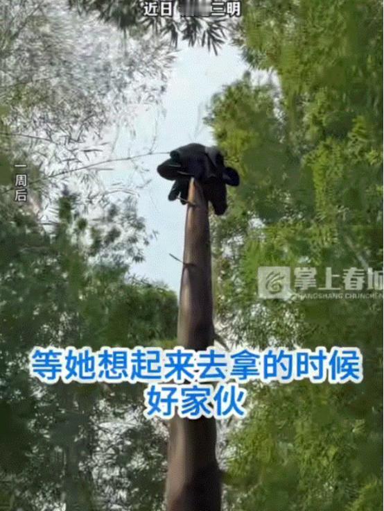 万万没有想到，福建，一女子发视频称，她的妈妈去竹林挖竹笋，期间妈妈因为太热，便将