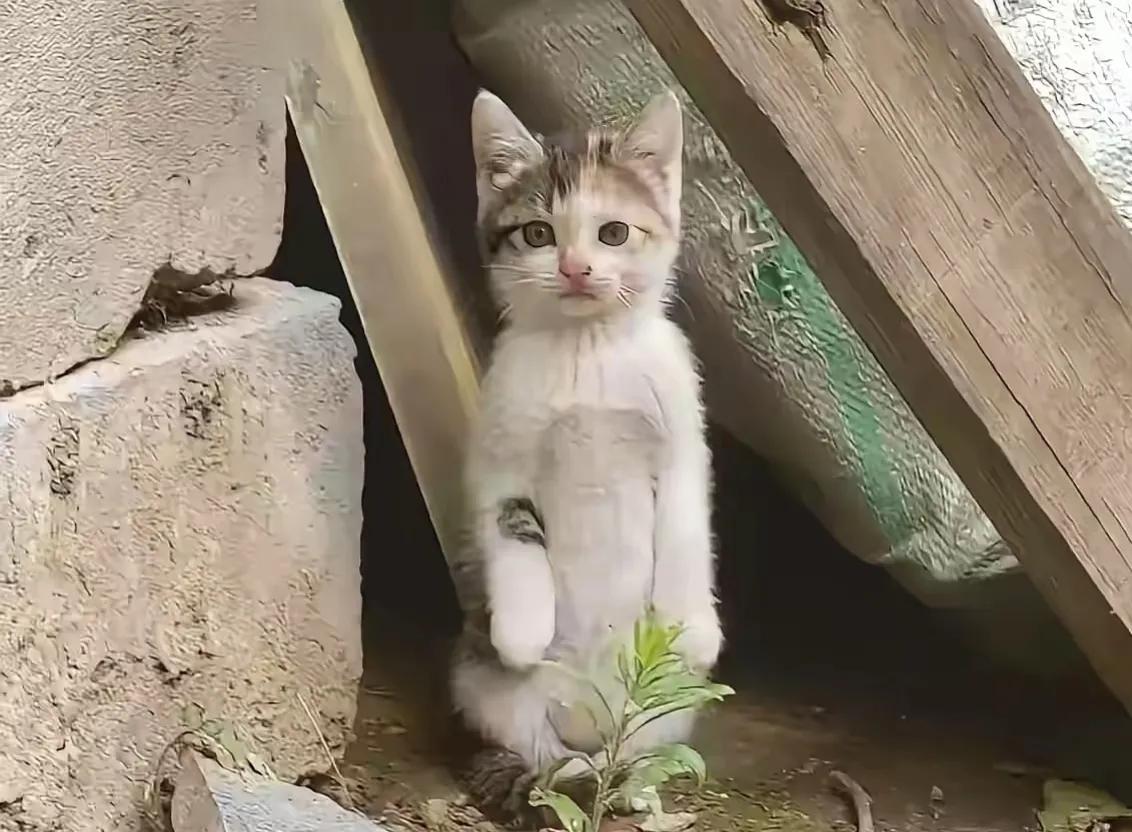 一只被老奶奶收养的流浪小猫咪，被老奶奶像孙子一样的疼爱，吃饭一个桌，晚上睡觉都搂