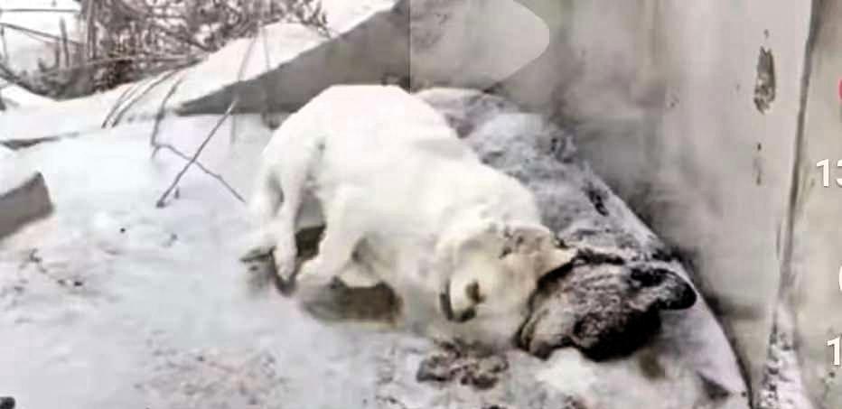 太可怜了，一位北方的大哥，住的小区附近有个小公园，里头总跟着两只流浪狗，一黄一黑