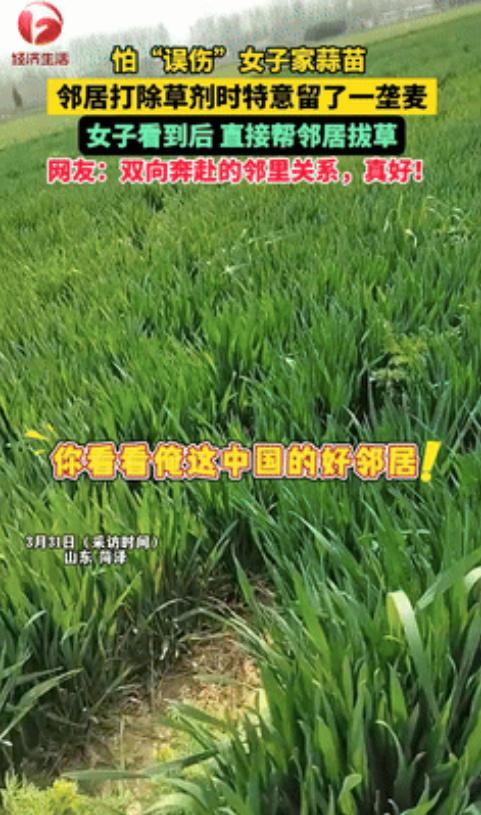 太暖心了，山东菏泽的房女士到田间打理蒜苗，意外发现隔壁麦地只有挨着自家地界的一垄