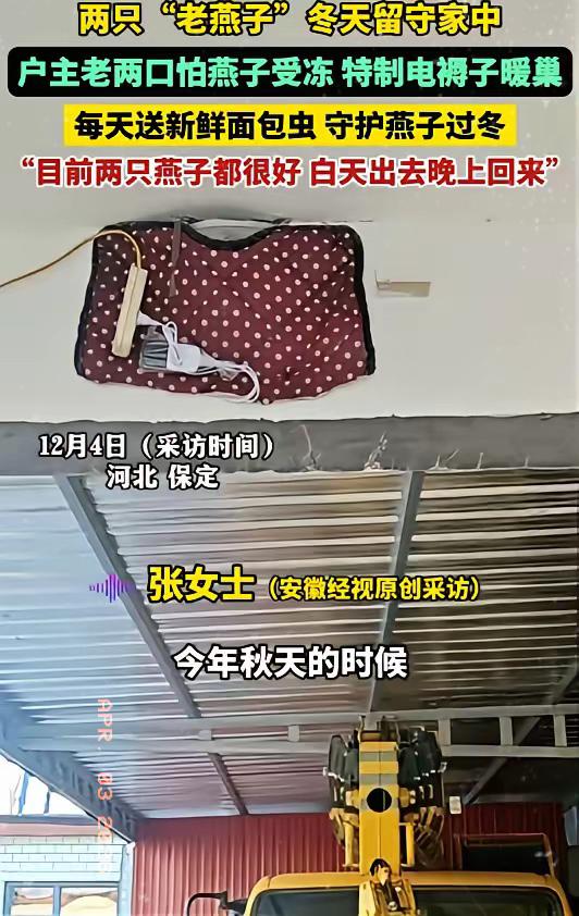 破防了！河北老燕子留北方过冬，被老两口宠成暖心陪伴秋凉燕南飞，这本是刻在本能