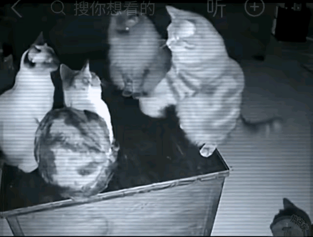 人有人言，猫有猫语，看到这幅画面之后，坚信猫咪也是有交流艺术的。画面中共有五个猫