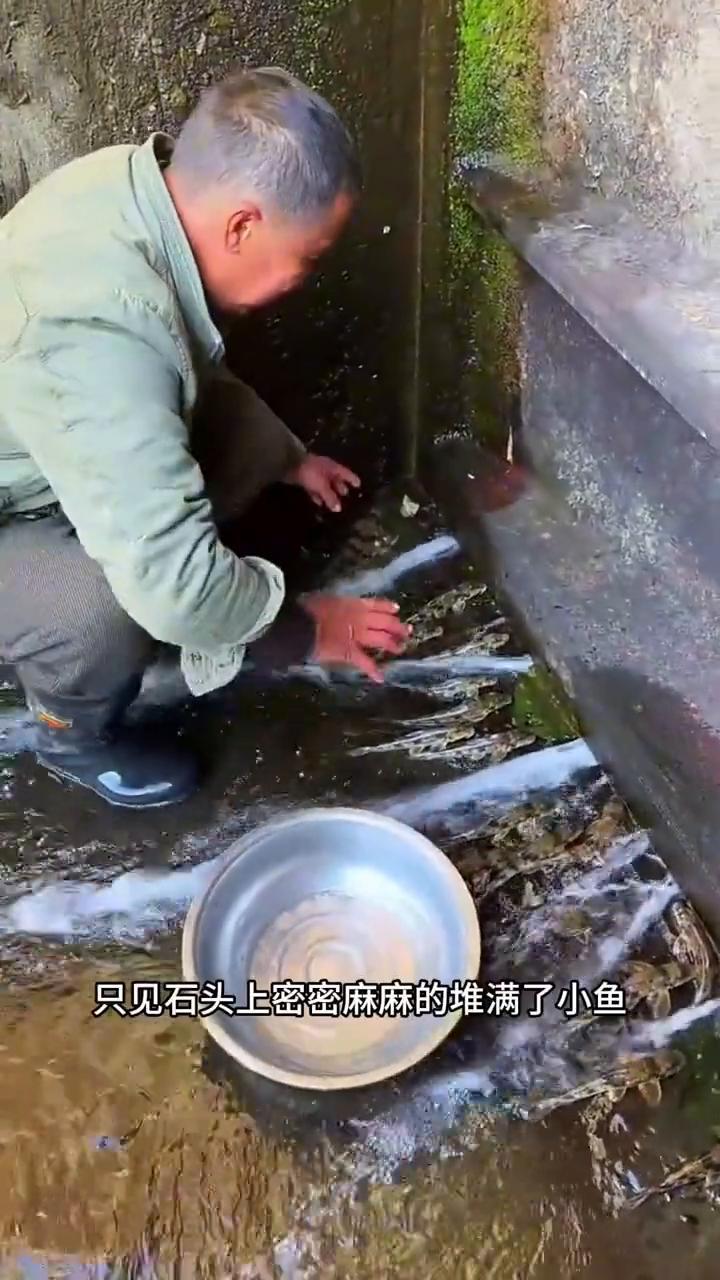 像老虎的鱼。注意看，这位男子在小溪沟抓鱼时有了意外发现，只见石头上密密麻麻的堆