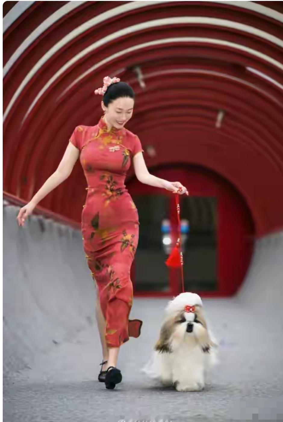 霍思燕从知名演员到职业牵狗师，他带领爱犬多次参加国际大赛，近日，霍思燕带着才四个