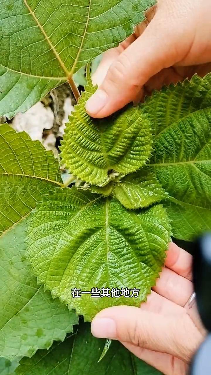 想必大家对它都不陌生，我摘的这个叶子就是农村十大名草之一苎麻，它可是个宝。苎麻的