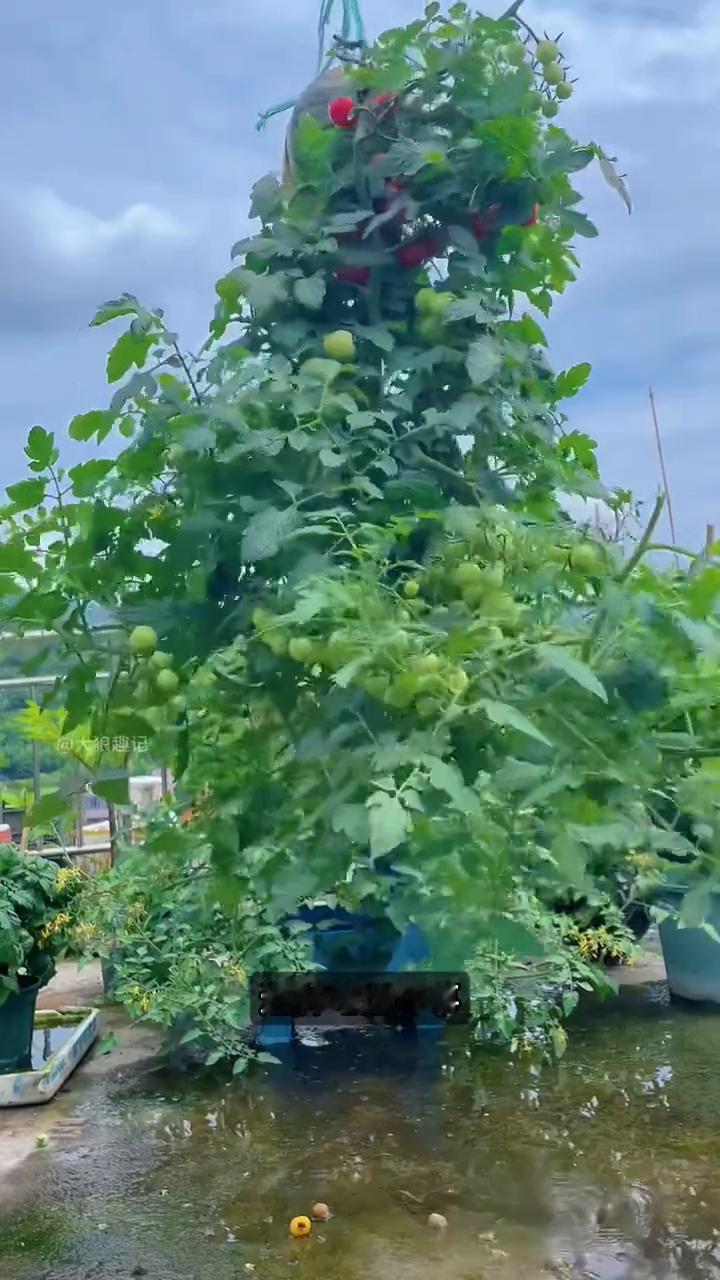 倒着种西红柿。这是我见过最有创意的种植方式，大叔直接把西红柿倒着挂起来种，听着