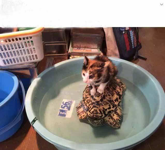 小时候的喜好在长大后也依旧没有变。